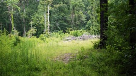 Clinton 30 Acres for Sale - Rural Land Near Baton Rouge, LA - image 14