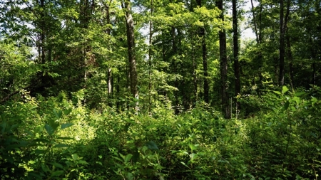 Clinton 30 Acres for Sale - Rural Land Near Baton Rouge, LA - image 18