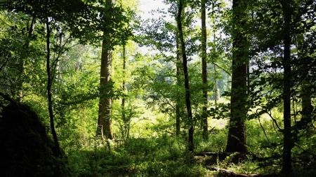 Clinton 30 Acres for Sale - Rural Land Near Baton Rouge, LA - image 16