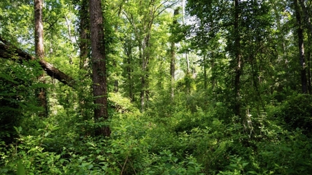 Clinton 30 Acres for Sale - Rural Land Near Baton Rouge, LA - image 21