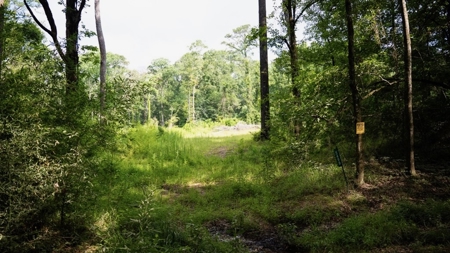 Clinton 30 Acres for Sale - Rural Land Near Baton Rouge, LA - image 12