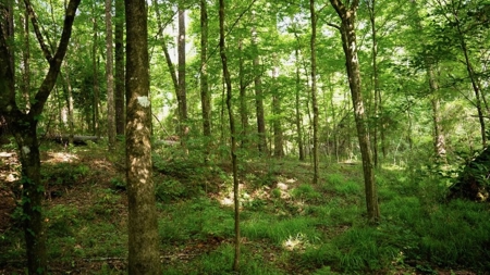 Clinton 30 Acres for Sale - Rural Land Near Baton Rouge, LA - image 1