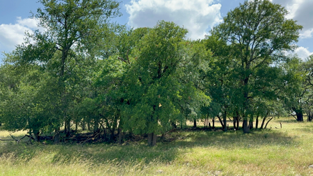 Own a Stunning Piece of Central TX Land – Build, Hunt, or Escape - image 12