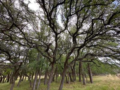 Own a Stunning Piece of Central TX Land – Build, Hunt, or Escape - image 30