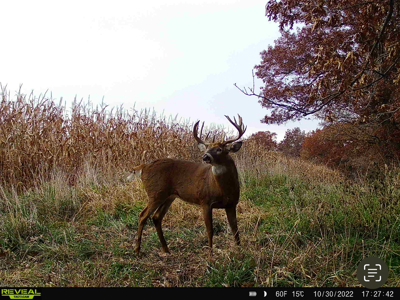 Two Exceptional Tracts Totaling 162 Acres Decorah IA - image 8