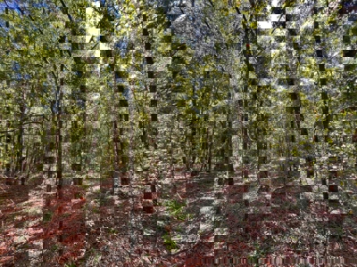 Vacant Land in High Springs, FL - image 9
