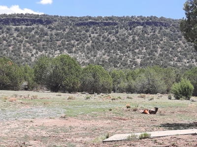 GORGEOUS 36 acre off grid parcel with IMPROVEMENTS!! - image 31