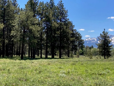 161 Acres San Juan Mountain Land for Sale in Placerville, CO - image 20