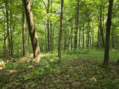 158 Acres of Untamed Beauty- Borders Local Golf Course - image 16