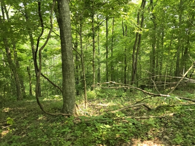 158 Acres of Untamed Beauty- Borders Local Golf Course - image 21