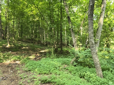 158 Acres of Untamed Beauty- Borders Local Golf Course - image 8