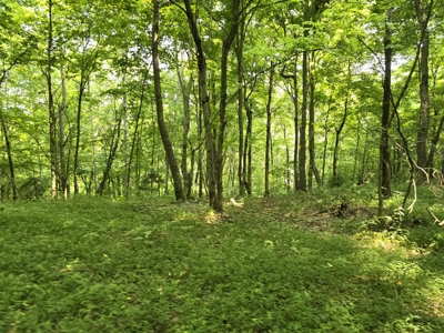 158 Acres of Untamed Beauty- Borders Local Golf Course - image 20