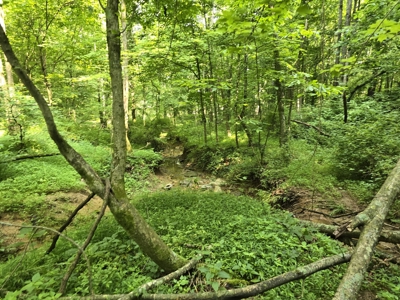 158 Acres of Untamed Beauty- Borders Local Golf Course - image 5