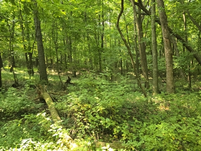 158 Acres of Untamed Beauty- Borders Local Golf Course - image 12