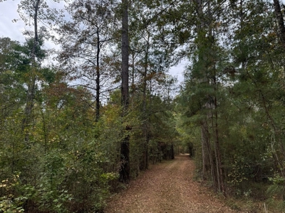 Land on the Tangipahoa River in Pike County, MS - image 3