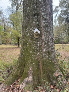 Land on the Tangipahoa River in Pike County, MS - image 15