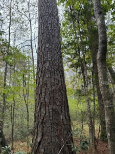 Land on the Tangipahoa River in Pike County, MS - image 18