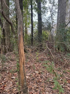 Land on the Tangipahoa River in Pike County, MS - image 8