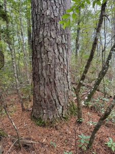Land on the Tangipahoa River in Pike County, MS - image 17