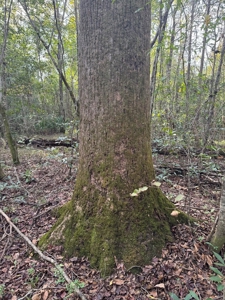 Land on the Tangipahoa River in Pike County, MS - image 16
