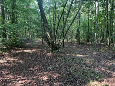 Wooded Land For Sale In Tn With No Restrictions - image 14