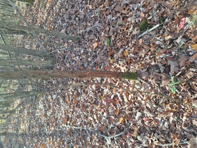 Wooded Land For Sale In Tn With No Restrictions - image 32