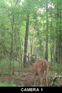 Wooded Land For Sale In Tn With No Restrictions - image 38