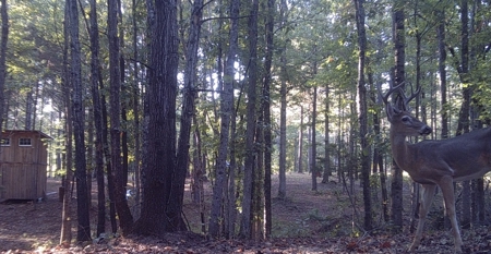 Wooded Land For Sale In Tn With No Restrictions - image 41