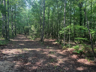 Wooded Land For Sale In Tn With No Restrictions - image 8