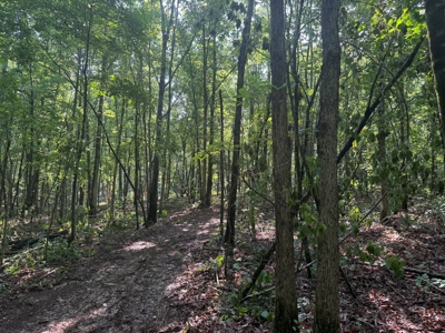 Wooded Land For Sale In Tn With No Restrictions - image 24