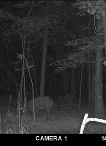 Wooded Land For Sale In Tn With No Restrictions - image 37