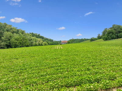 Farm for Sale with the Ability to run cattle, row crop and Equine - image 7