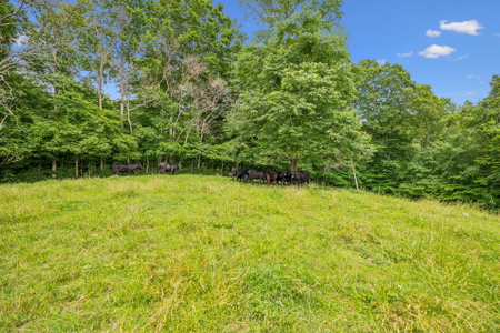Farm for Sale with the Ability to run cattle, row crop and Equine - image 11