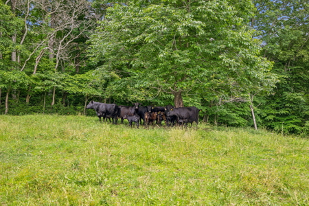 Farm for Sale with the Ability to run cattle, row crop and Equine - image 5