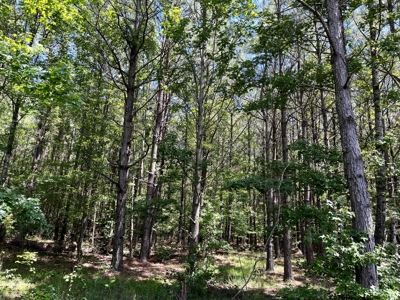 Edge 40± Acres For Sale in Hot Spring County, Arkansas - image 3