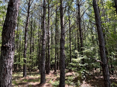 Edge 40± Acres For Sale in Hot Spring County, Arkansas - image 1