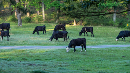 Premier Texas Ranch for Sale Cattle Horses Hunting Fishing - image 32