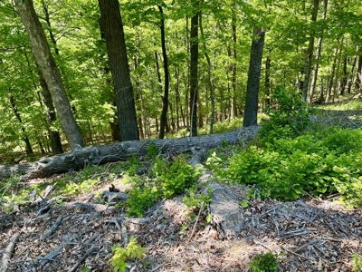 Prime 0.56-Acre Lot Near Lake & Golf – Invest or Build - image 8