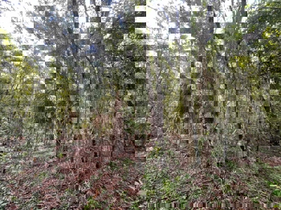5 Acres of Vacant Land For Sale in Trenton, FL - image 11