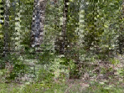 Vacant Land For Sale - Chiefland Florida - Near Suwannee River - image 7