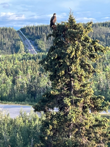 Riverfront Property for Sale near Copper Center, Alaska - image 4
