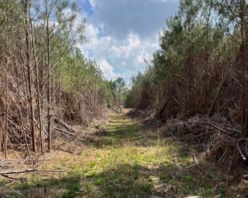 52 Acre Homesite Madison County Camden, MS