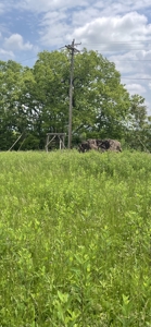 Home and Land for Sale, Bath Co Kentucky - image 33