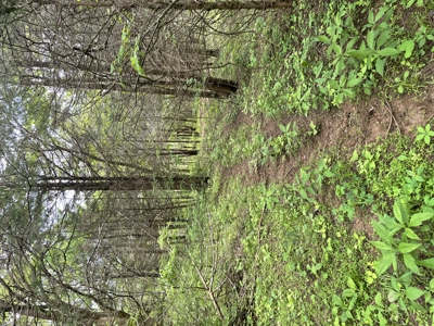 Home and Land for Sale, Bath Co Kentucky - image 24