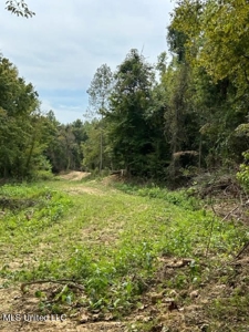 60 Acres For Sale In Yazoo County, MS - image 3