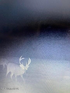60 Acres For Sale In Yazoo County, MS - image 42