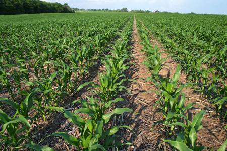 Dallas County Iowa Farmland Auction - image 5