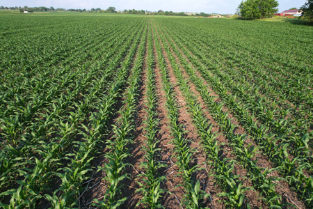 Dallas County Iowa Farmland Auction - image 32