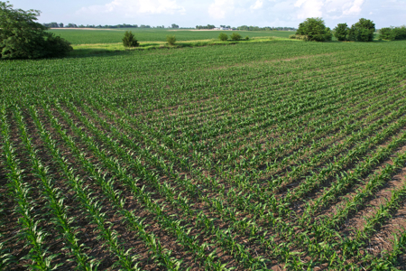 Dallas County Iowa Farmland Auction - image 23