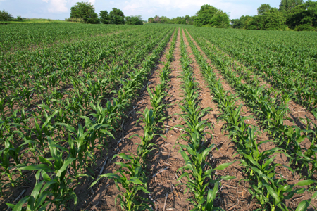 Dallas County Iowa Farmland Auction - image 10